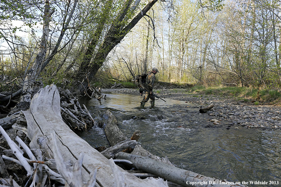 Turkey hunter in field with bagged turkey.