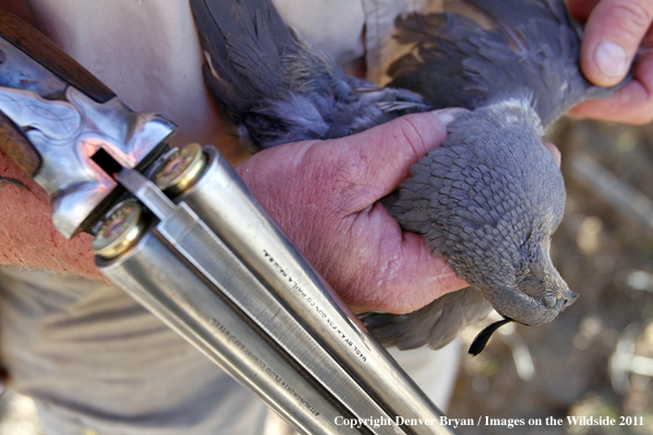 Upland game bird hunter with bagged Gambel's Quail in Arizona.