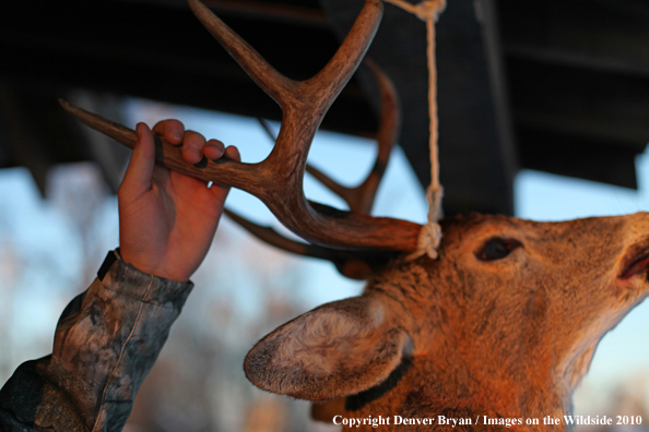 Hunter with bagged buck. 