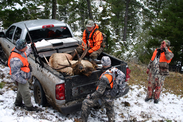 Big game hunter sitting around loaded bagged elk in back of pick-up truck.