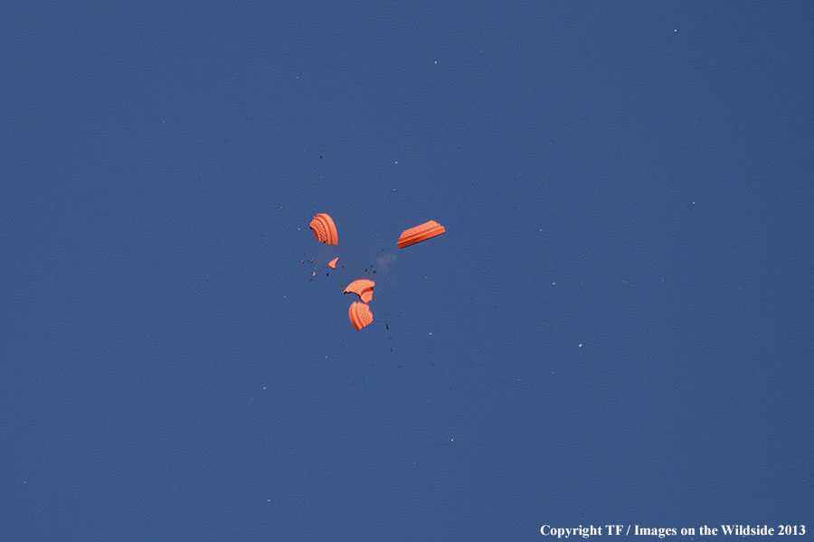 Shotgun breaking clay birds on range.