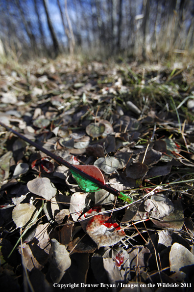 Bowhunters arrow amongst leaves