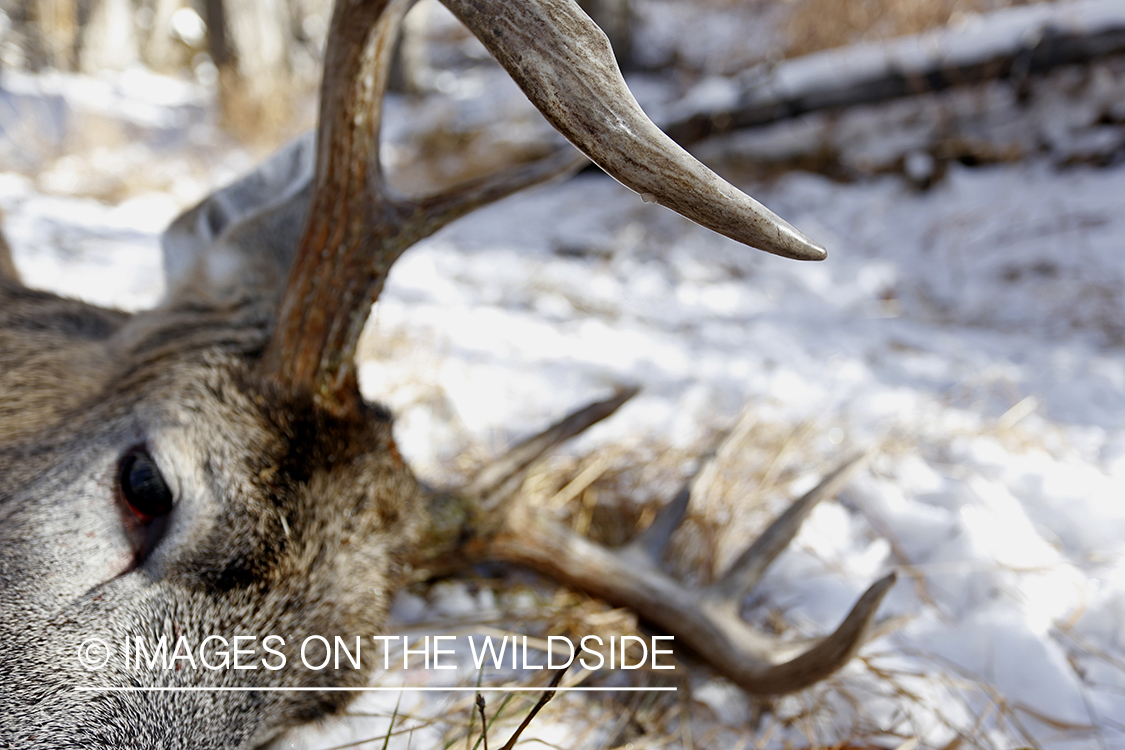Close-up of downed white-tailed buck in field.