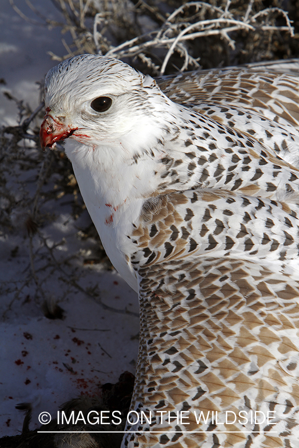 Gyr falcon on mallard.