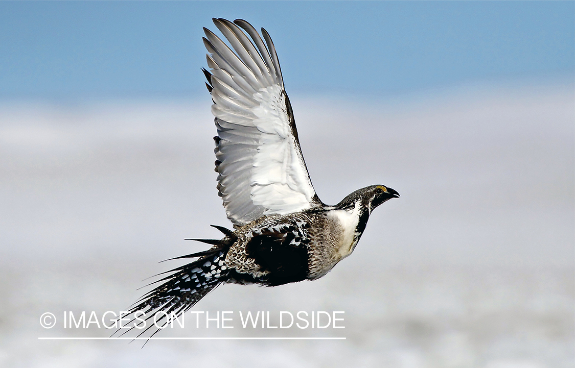 Sage Grouse taking flight.