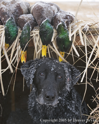 Black Labrador Retriever in blind with bagged ducks. 
