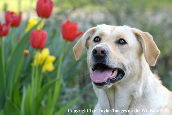 Yellow Labrador Retriever