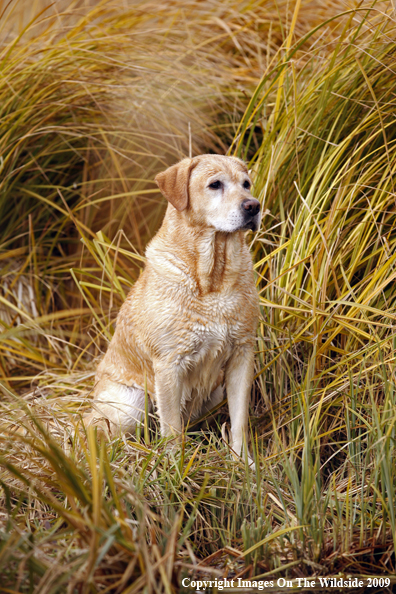 Yellow Labrador Retriever