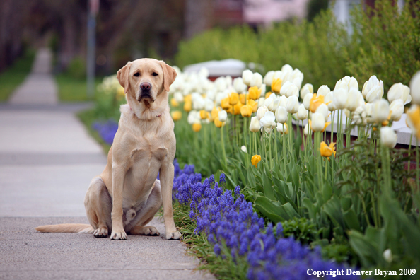 Yellow Labrador Retriever by flowers