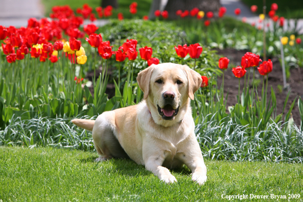 Yellow Labrador Retriever by flowers
