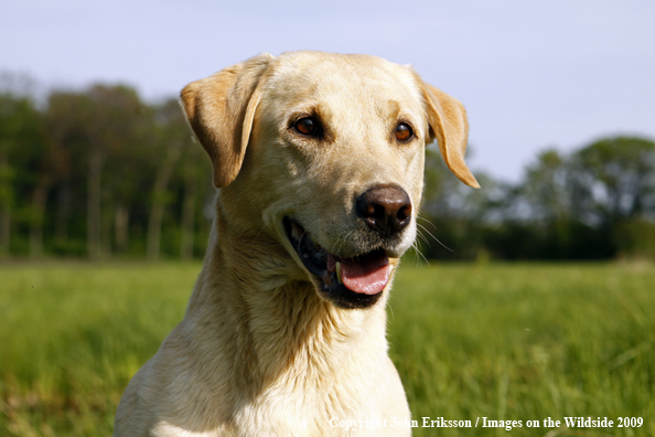 Yellow Labrador Retriever in field