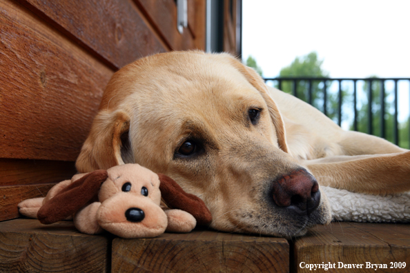 Yellow Labrador Retriever on deck with stuffed toy