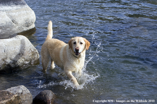 Yellow Labrador Retriever