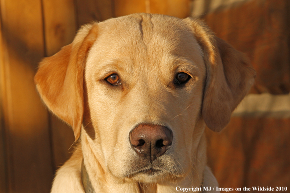 Yellow Labrador Retriever
