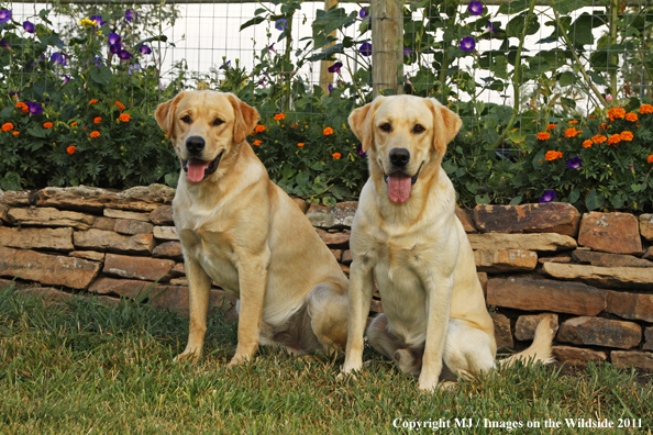 Yellow Labrador Retrievers.