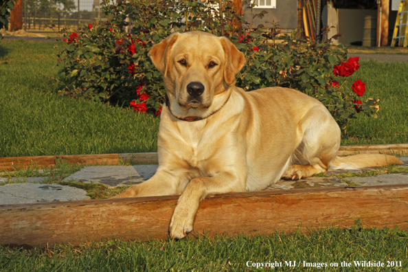 Yellow Labrador Retriever.