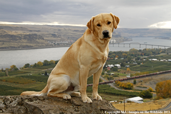Yellow Labrador Retriever.