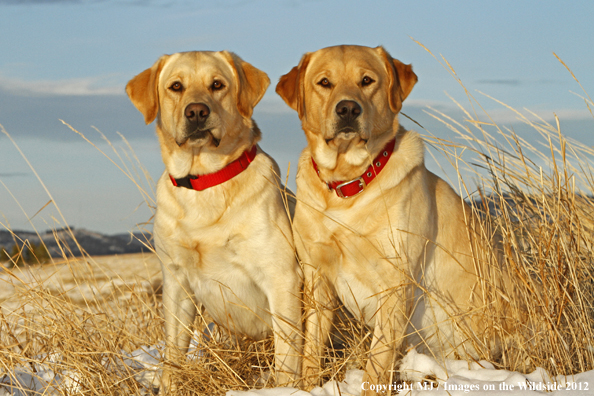 Yellow Labrador Retrievers. 