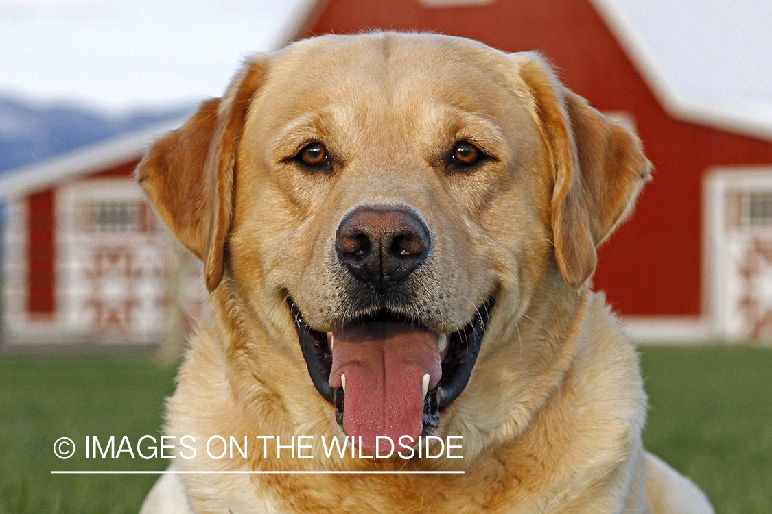 Yellow Labrador Retriever
