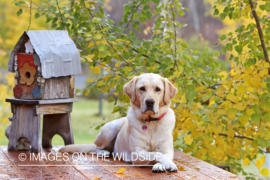 Yellow Labrador Retriever 
