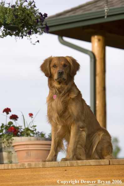 Golden Retriever sitting on deck.