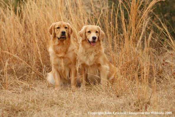 Golden Retrievers