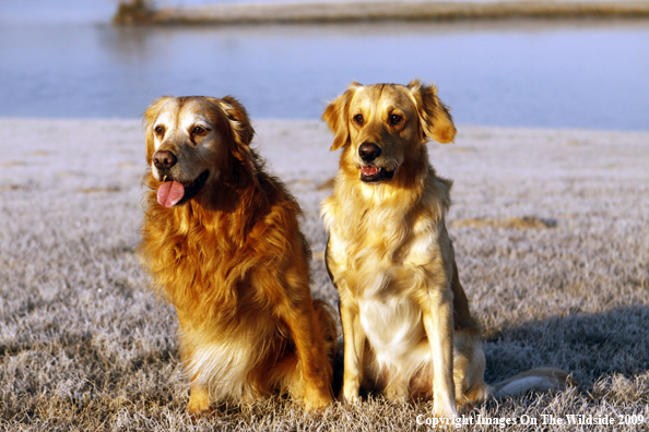 Golden Retrievers