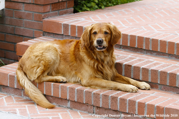 Golden Retriever