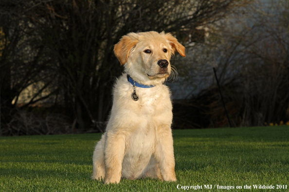 Golden Retriever Puppy.