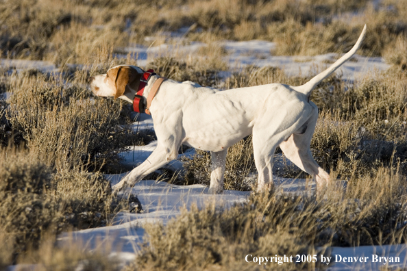  English Pointer on point in field.