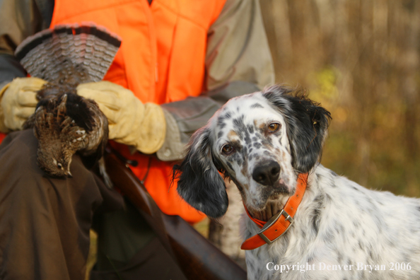  English Setter with bagged grouse and gun in woods