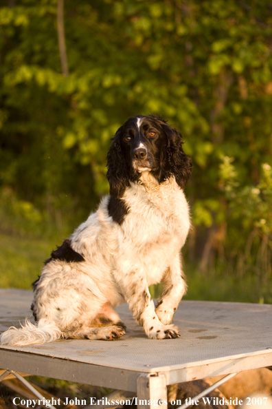 Springer Spaniel