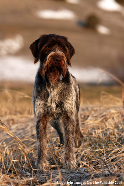 German Wirehair Pointer in field