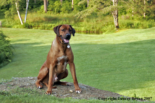 Rhodesian Ridgeback