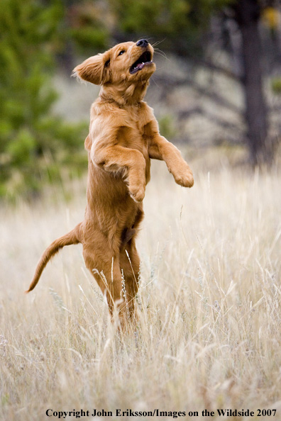 Golden Retriever puppy