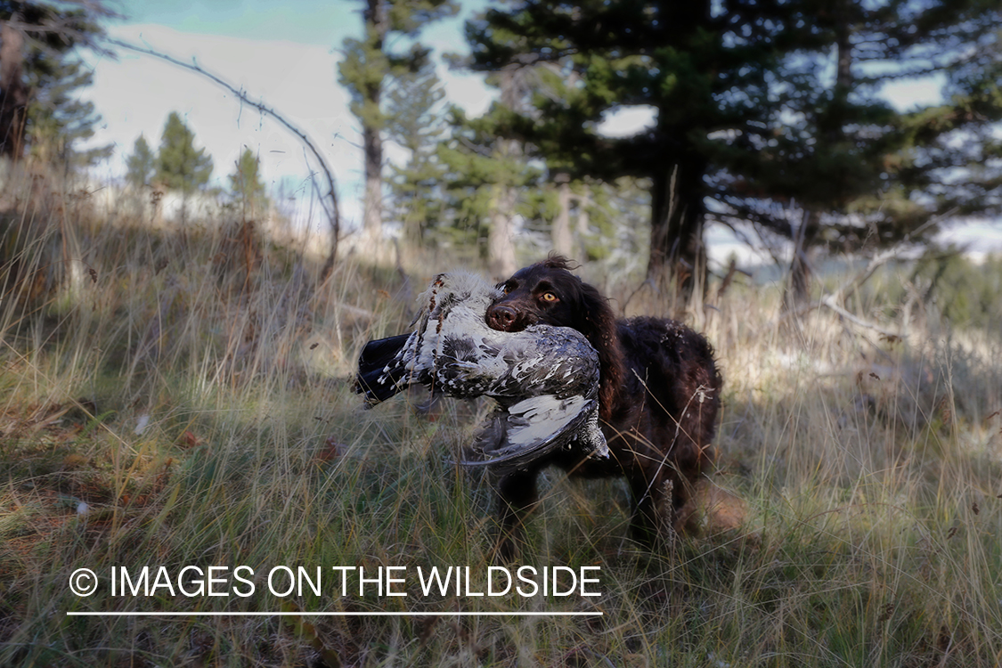 Boykin Spaniel retrieving Dusky (mountain) grouse.