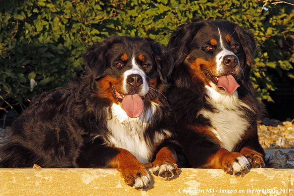 Bernese Mountain Dogs.