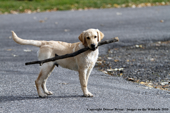 Yellow Labrador Retriever Puppy with stick