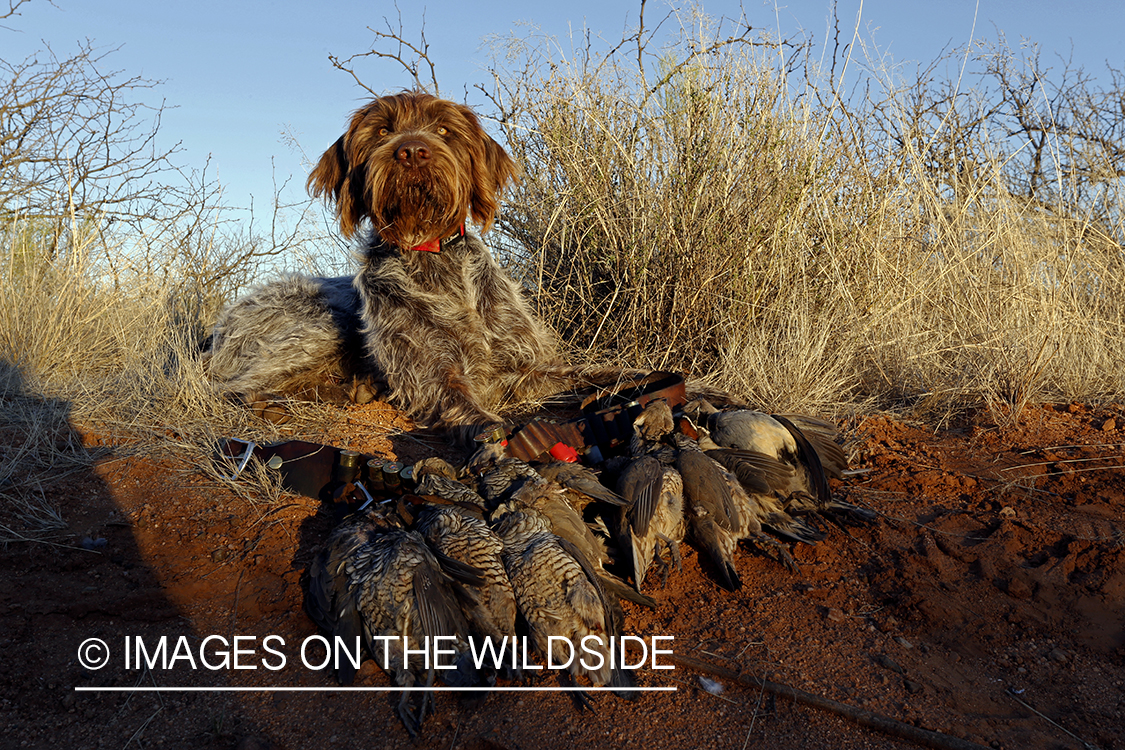 Wirehaired Pointing Griffon with bagged desert quail.