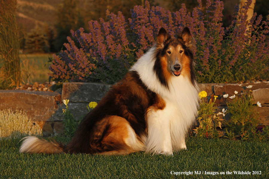 Collie in yard.
