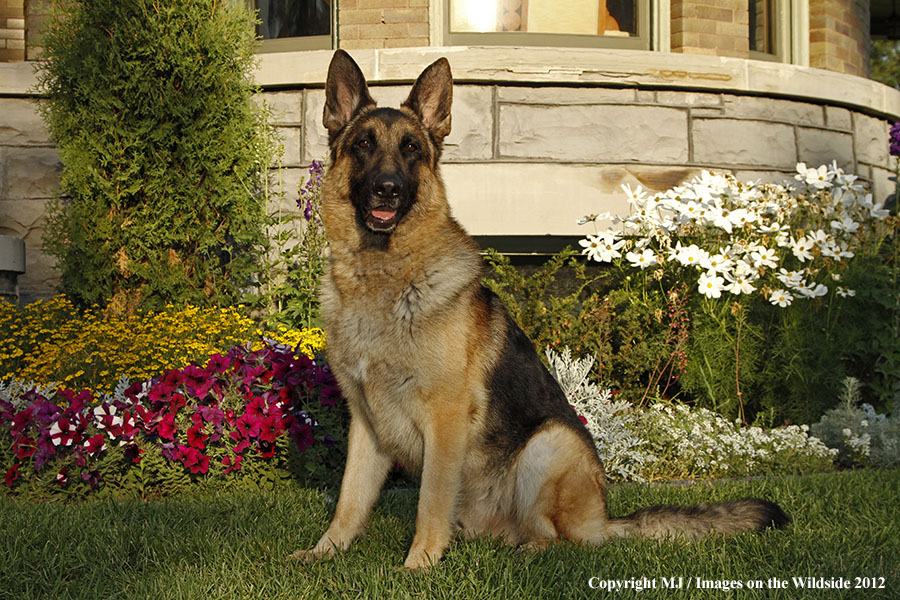 German Shepherd