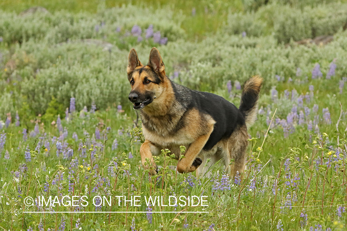 German Shepherd running.