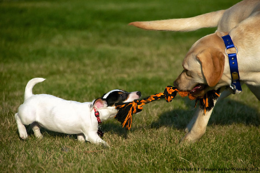 Jack russel terrier puppy playing with a yellow lab.