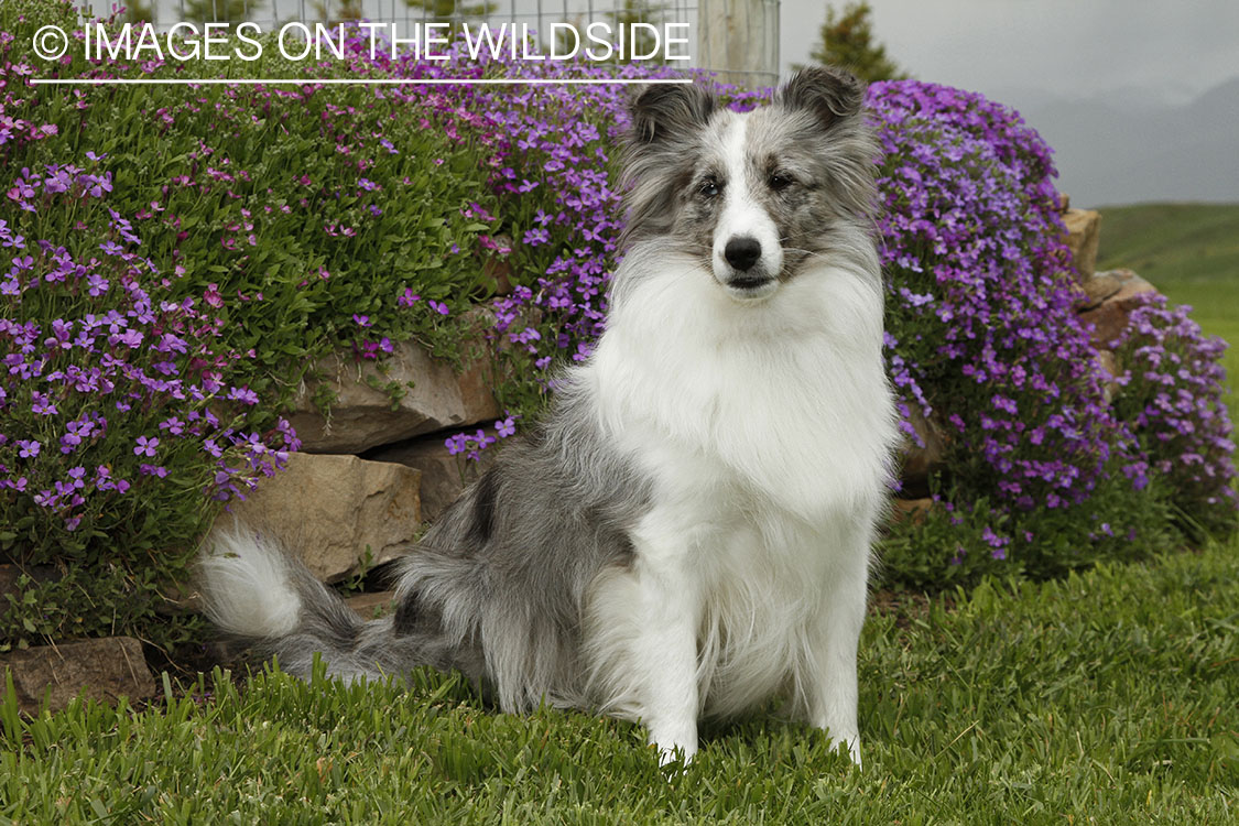 Sheltie in field. 