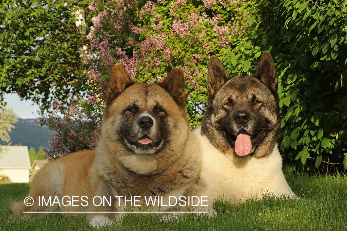 Akita dogs by flower bush.