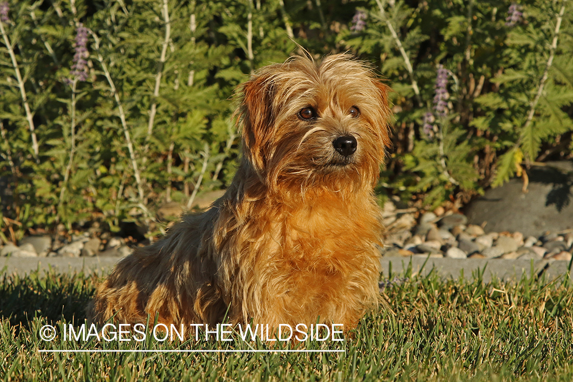 Norfolk Terrier sitting in grass.