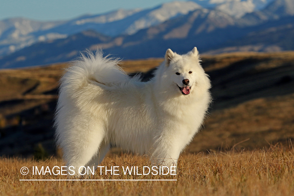 Samoyed standing in front of mountains.