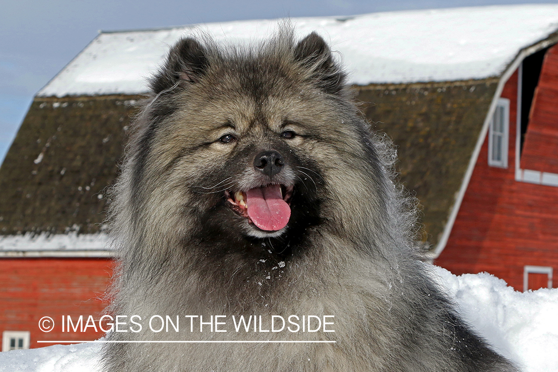 Keeshond in snow in front of barn.