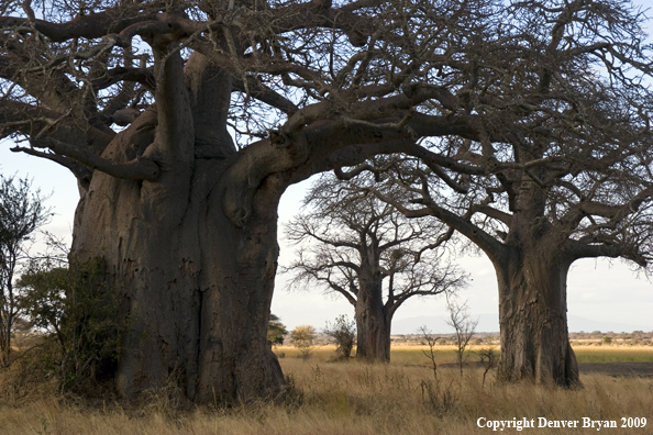 African Baobab trees