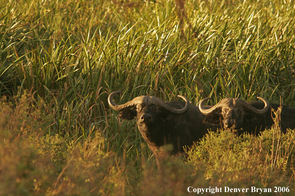 African Cape Buffalo